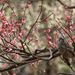 20070217_fuchu_002